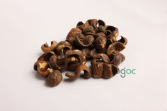 Caesalpinia Coriaria Pod Seeds - RARE Tanners Pod Tree Seeds for Gardening | OGOC