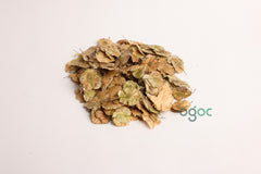 Holoptelia Integrifolia Tree Seeds - Rare Indian Elm Seeds for Ornamental Gardens & Landscapes | OGOC