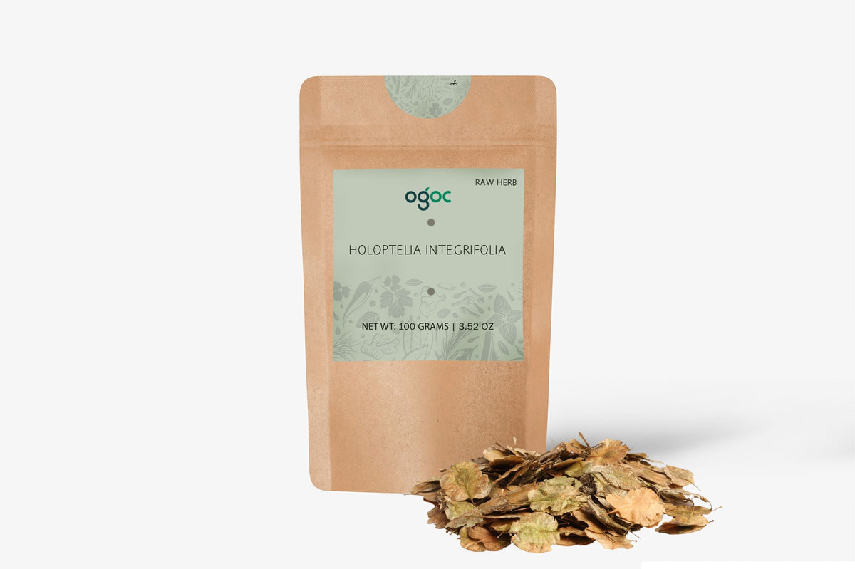 Holoptelia Integrifolia Tree Seeds - Rare Indian Elm Seeds for Ornamental Gardens & Landscapes | OGOC