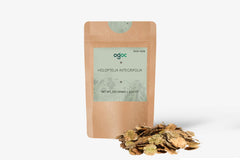 Holoptelia Integrifolia Tree Seeds - Rare Indian Elm Seeds for Ornamental Gardens & Landscapes | OGOC