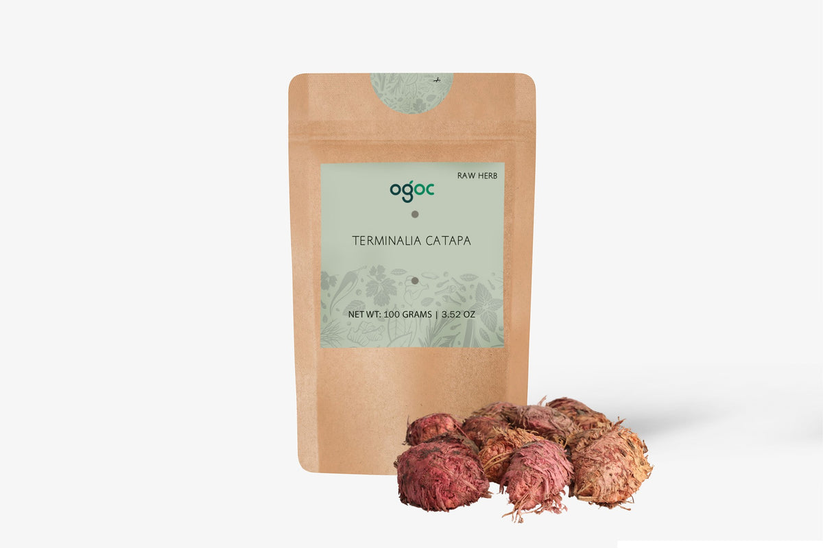 Terminalia Catappa Tree Seeds - Indian Almond Seeds for Tropical Landscapes & Biodiversity | OGOC