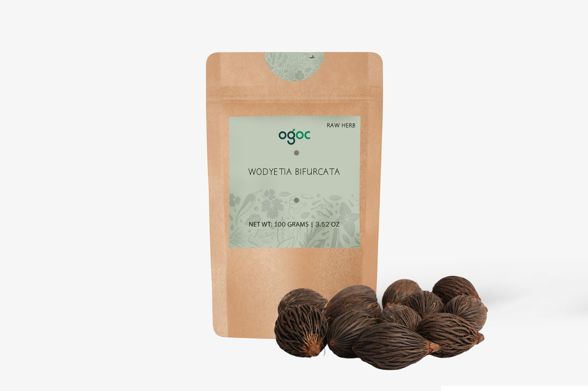 Wodyetia Bifurcata Tree Seeds - Foxtail Palm Seeds for Tropical Gardens & Landscaping | OGOC