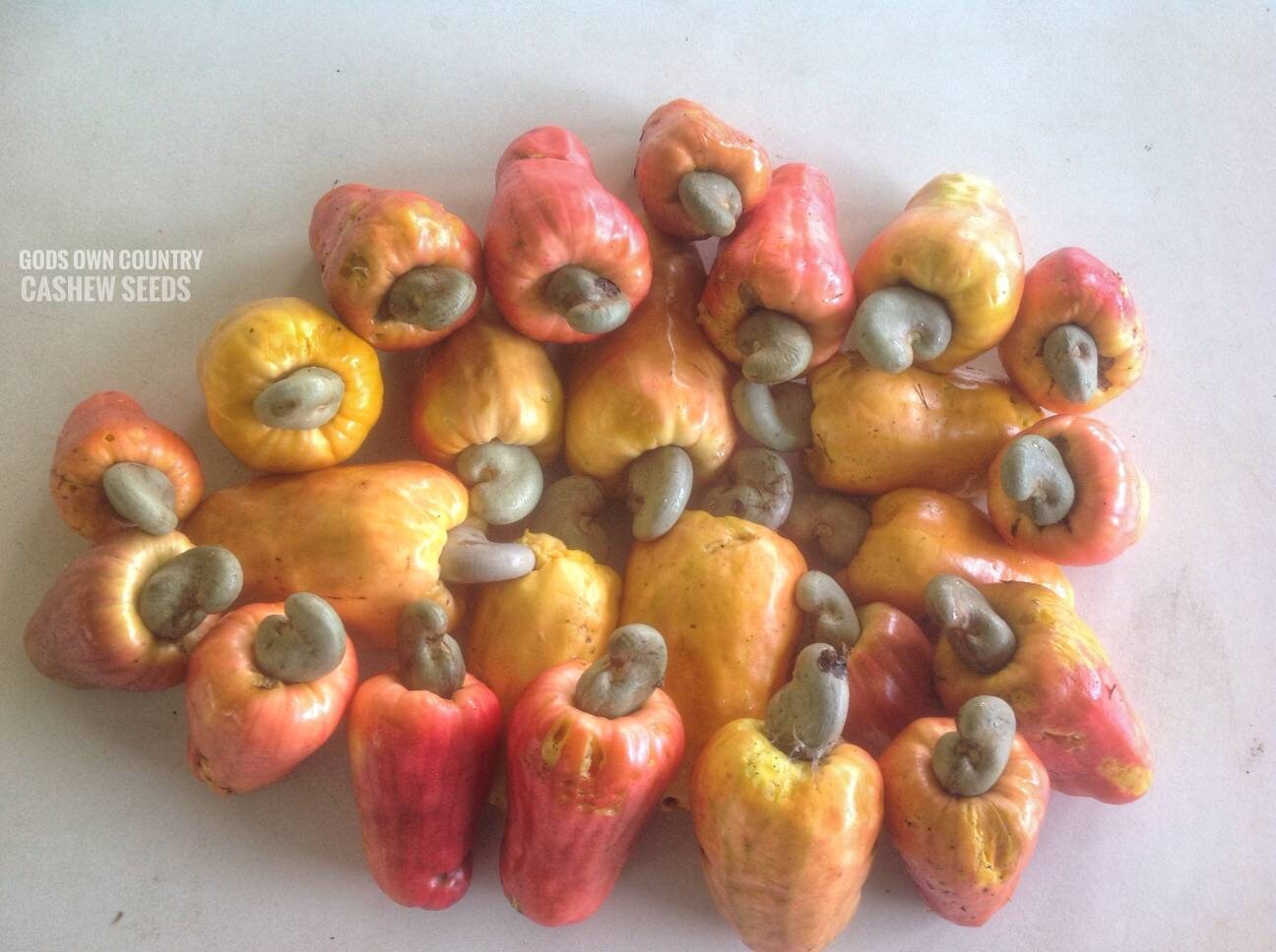 Rare Kerala Cashew Nut Seeds | Anacardium Occidentale | Organic Planting for Kitchen Gardens | Exotic Varieties | Outdoor Cultivation| OGOC
