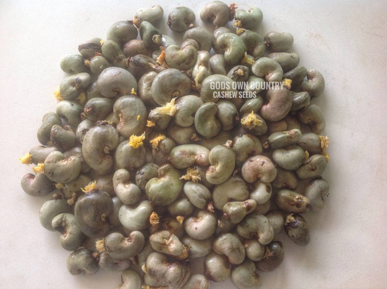 Rare Kerala Cashew Nut Seeds | Anacardium Occidentale | Organic Planting for Kitchen Gardens | Exotic Varieties | Outdoor Cultivation| OGOC