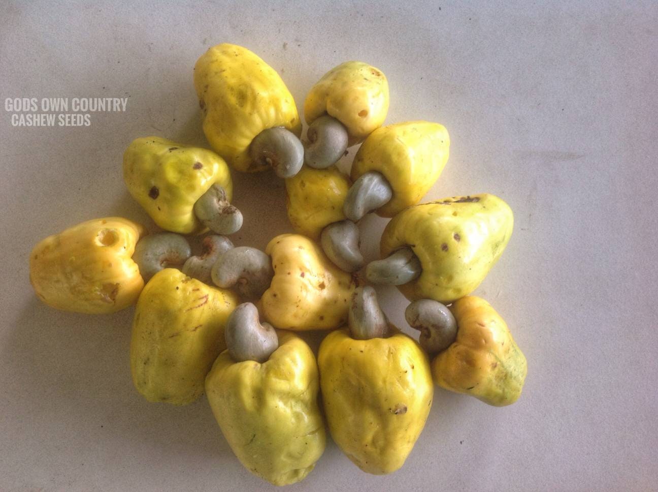 Rare Kerala Cashew Nut Seeds | Anacardium Occidentale | Organic Planting for Kitchen Gardens | Exotic Varieties | Outdoor Cultivation| OGOC