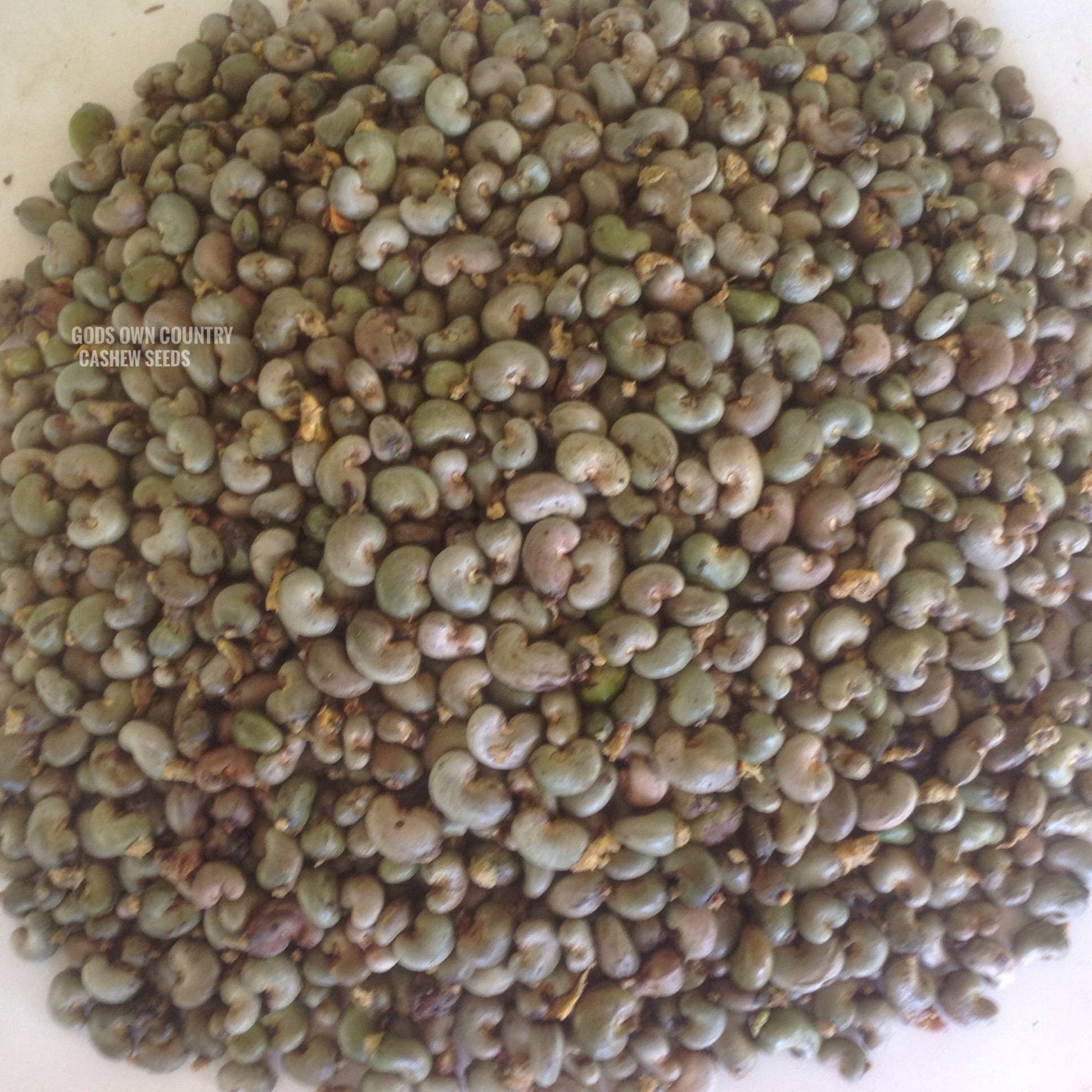 Rare Kerala Cashew Nut Seeds | Anacardium Occidentale | Organic Planting for Kitchen Gardens | Exotic Varieties | Outdoor Cultivation| OGOC