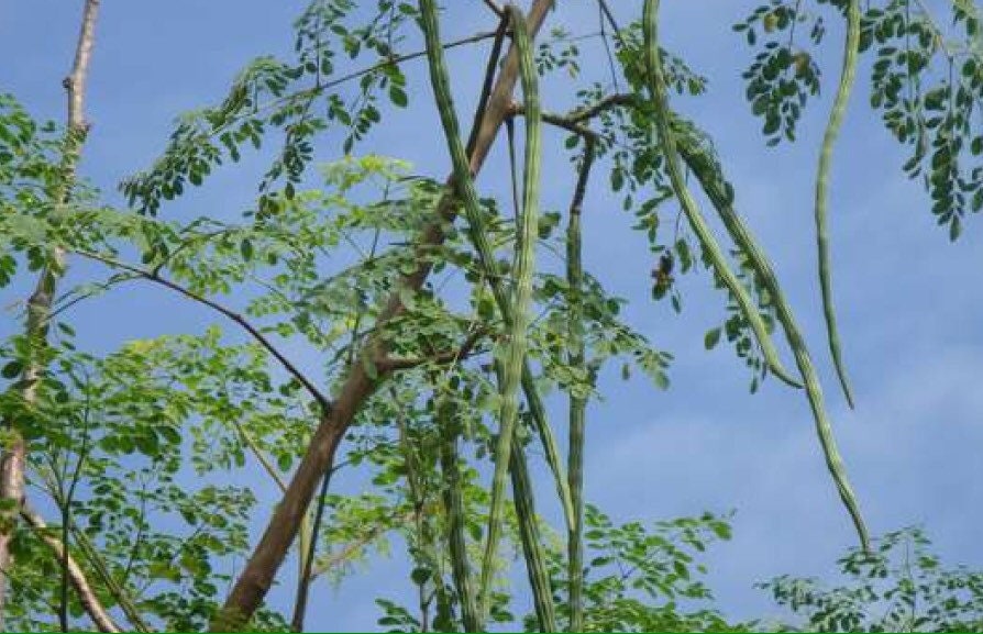 ORGANIC Fresh EX rare Drumstick seeds provided by Moringa Seeds healthy seeds (Drumstick Seeds) for kitchen plantation| OGOC