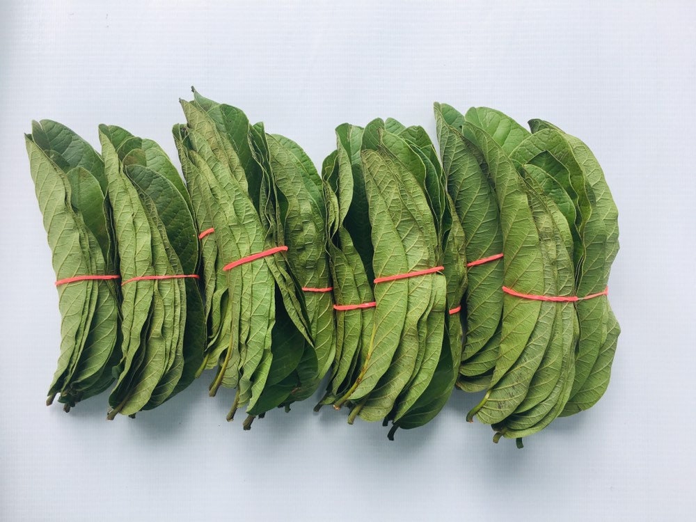 Dried Guava Leaves - Organic Omura, Handpicked Fresh Guava Leaves for Tea, Organic Leaves Direct From the Tree, Tea Leaves| OGOC