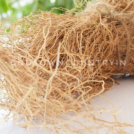 Natural Vetiver Roots - Pure Khus Khus, Ramacham, Vetiveria Zizanioides - Dried Herbal Kuruveeru, Vettivilu, Vetiveerum| OGOC