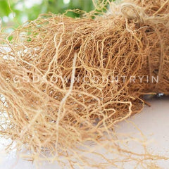 Natural Vetiver Roots - Pure Khus Khus, Ramacham, Vetiveria Zizanioides - Dried Herbal Kuruveeru, Vettivilu, Vetiveerum| OGOC