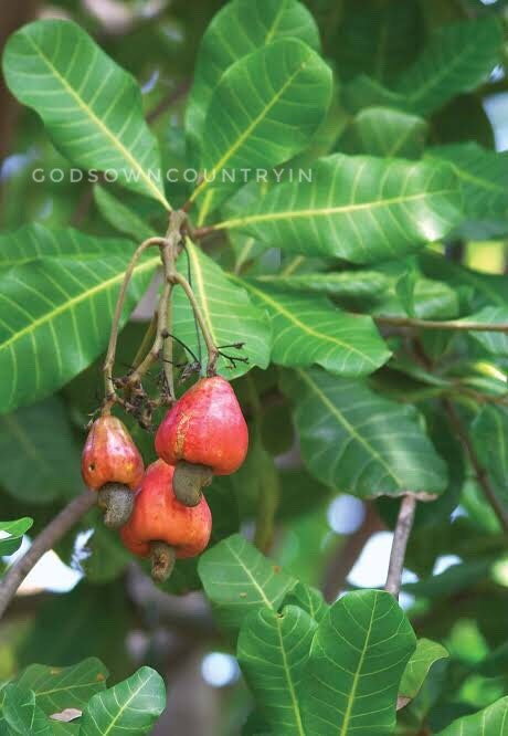 Rare Kerala Cashew Nut Seeds | Anacardium Occidentale | Organic Planting for Kitchen Gardens | Exotic Varieties | Outdoor Cultivation| OGOC