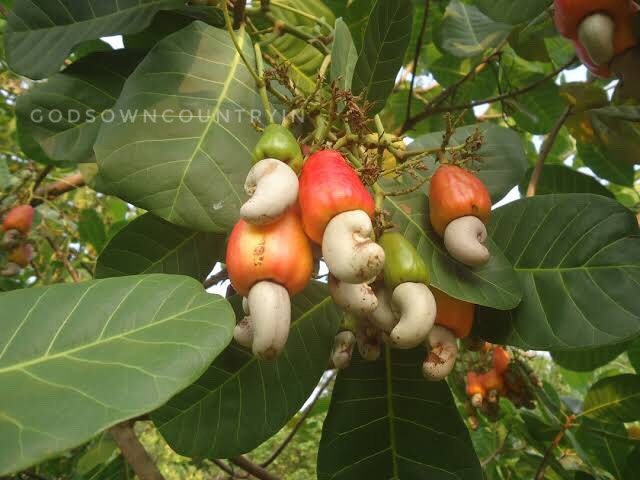 Rare Kerala Cashew Nut Seeds | Anacardium Occidentale | Organic Planting for Kitchen Gardens | Exotic Varieties | Outdoor Cultivation| OGOC