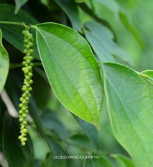 Shadow Dried Black Pepper Leaves: Piper Nigrum Leaves with Medicinal Properties, Anti-Bacterial Activity, and Phytochemical Compounds| OGOC