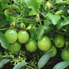 Exotic Passion Fruit Seeds Fruit seeds | Organic hybrid Seed | Kitchen plantation | Healthy Seeds| OGOC