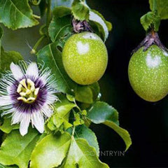 Exotic Passion Fruit Seeds Fruit seeds | Organic hybrid Seed | Kitchen plantation | Healthy Seeds| OGOC