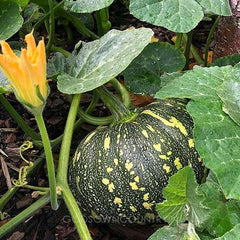 Organic Pumpkin Seeds - Vegetables Seeds | Kitchen plantation | Color green and yellow| OGOC