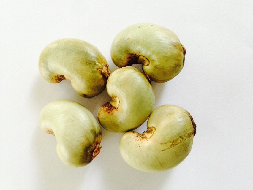 Rare Kerala Cashew Nut Seeds | Anacardium Occidentale | Organic Planting for Kitchen Gardens | Exotic Varieties | Outdoor Cultivation| OGOC