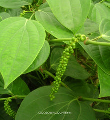 Shadow Dried Black Pepper Leaves: Piper Nigrum Leaves with Medicinal Properties, Anti-Bacterial Activity, and Phytochemical Compounds| OGOC