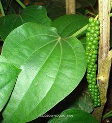 Shadow Dried Black Pepper Leaves: Piper Nigrum Leaves with Medicinal Properties, Anti-Bacterial Activity, and Phytochemical Compounds| OGOC