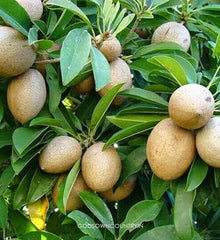 Shadow Dried Sapota Leaves - Dried Sapodilla Leaves, Dried Chiku Leaves, Manilkara Zapota , Herbal Fresh Handpicked Leaves| OGOC