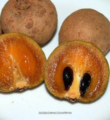 SAPOTA SWEET FRUIT Seeds | Chiku Hybrid Fruit, Sabeda, Chikoo | Natural breads | Ex Rare Seeds from Godsowncountry | Organic Farm Seeds.