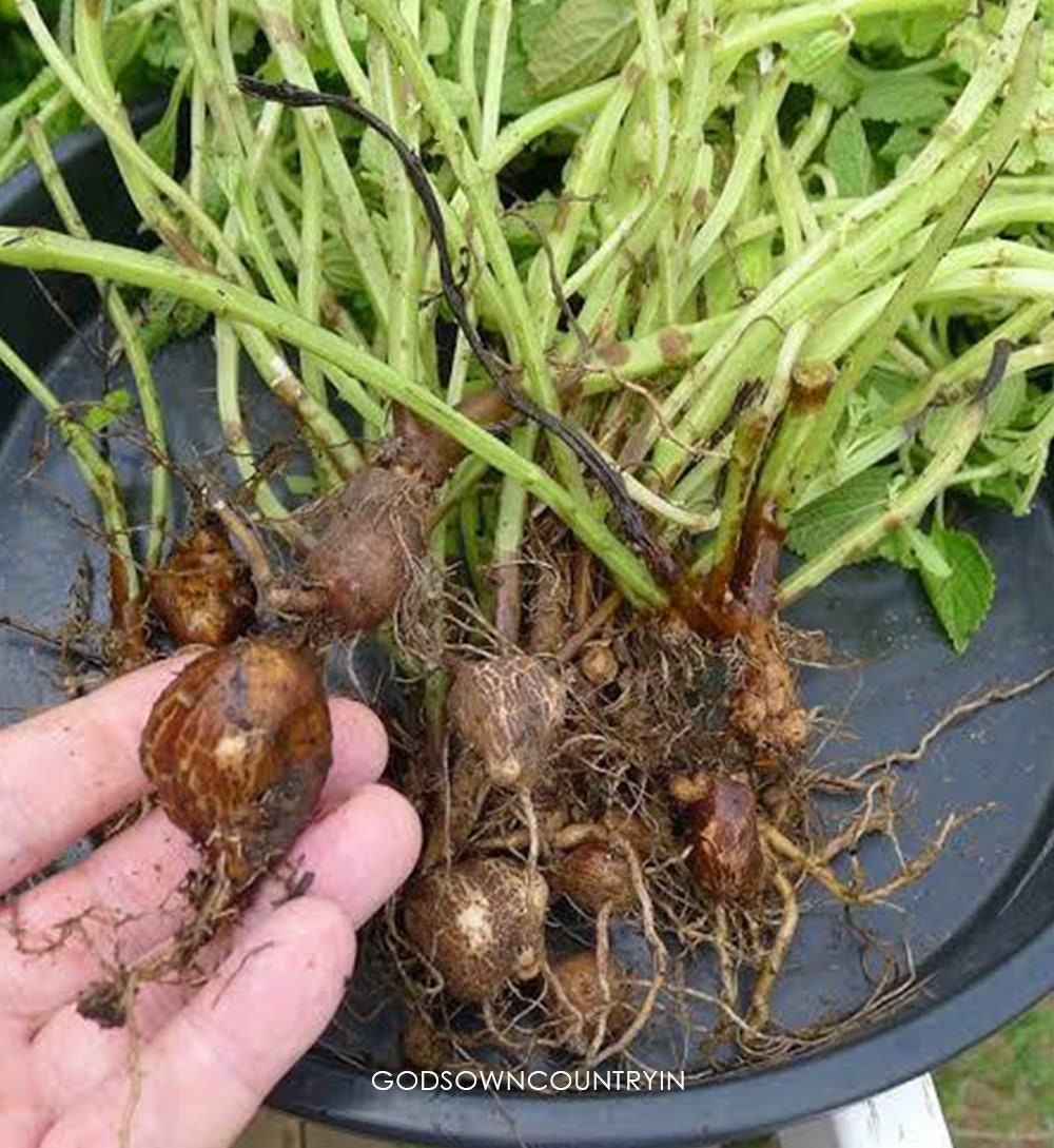 KOORKA - CHINESE POTATOES Bulbs | Coleus rotundifolius | Organic Bulbs | Gardening Rhizomes bulbs | kitchen Plantation from GodsowncountryIN