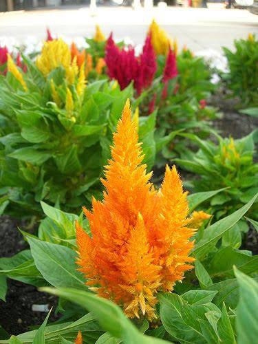 celosia plumosa | Seeds Of  Red, Yellow , Rose MiX. CELOSIA PLUMOSE Gardening plant seeds | Amaranthaceae | Pack of 100 Healthy Seeds.| OGOC