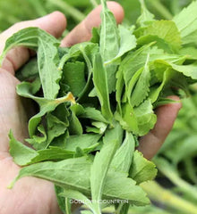 Pure Stevia Powder - Organic Stevia Natural Sweetener for Healthy Living| OGOC