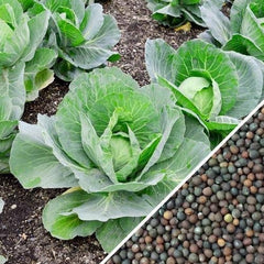 FARM SEEDS Hybrid Cabbage | Pack of 30 Seeds | Organic Cabbage seeds | Godsowncountry, Kerala | Kitchen plantation and Gardening Seeds| OGOC