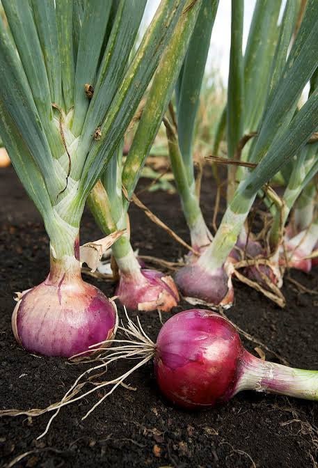 Purple Bulb Onion Seeds for Kitchen Gardens: Red Onion Variety - Ideal for Planting and Growing| OGOC