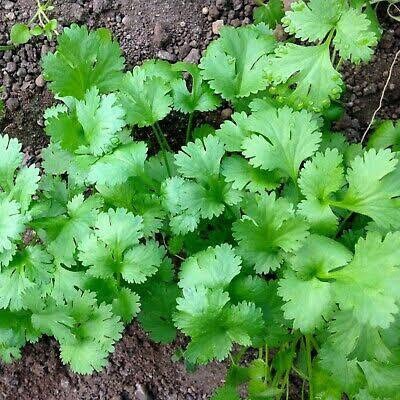 Nature 100% Organic Coriander Whole Seeds | Apiaceae | Coriander (set of 40 Seeds) | Kitchen plantation | Hybrid seeds GodsowncountryIN