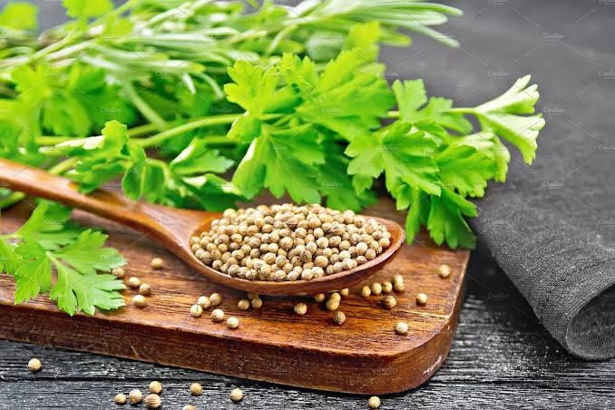 Nature 100% Organic Coriander Whole Seeds | Apiaceae | Coriander (set of 40 Seeds) | Kitchen plantation | Hybrid seeds GodsowncountryIN