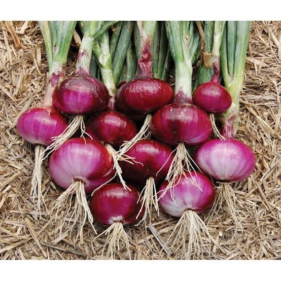 Purple Bulb Onion Seeds for Kitchen Gardens: Red Onion Variety - Ideal for Planting and Growing| OGOC