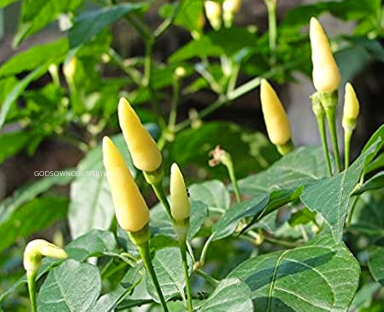 Kanthari Chilli Seeds - White chilly seeds | Vegetable Seeds | Organic Seeds | Ex Rare seeds from Godsowncountry | Pure Organic seeds| OGOC