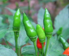 Kanthari Chilli Seeds - Green chilly seeds | Vegetable Seeds | Organic Seeds | Ex Rare seeds from Godsowncountry | Pure Organic seeds| OGOC