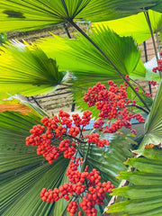 Rare Organic Seeds: Tropical Licuala Grandis Ruffled Fan Palm, Vanuatu Palm Palas Palm, and More Exotic Palm Varieties| OGOC