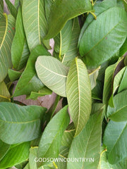 Dried Guava Leaves - Organic Omura, Handpicked Fresh Guava Leaves for Tea, Organic Leaves Direct From the Tree, Tea Leaves| OGOC