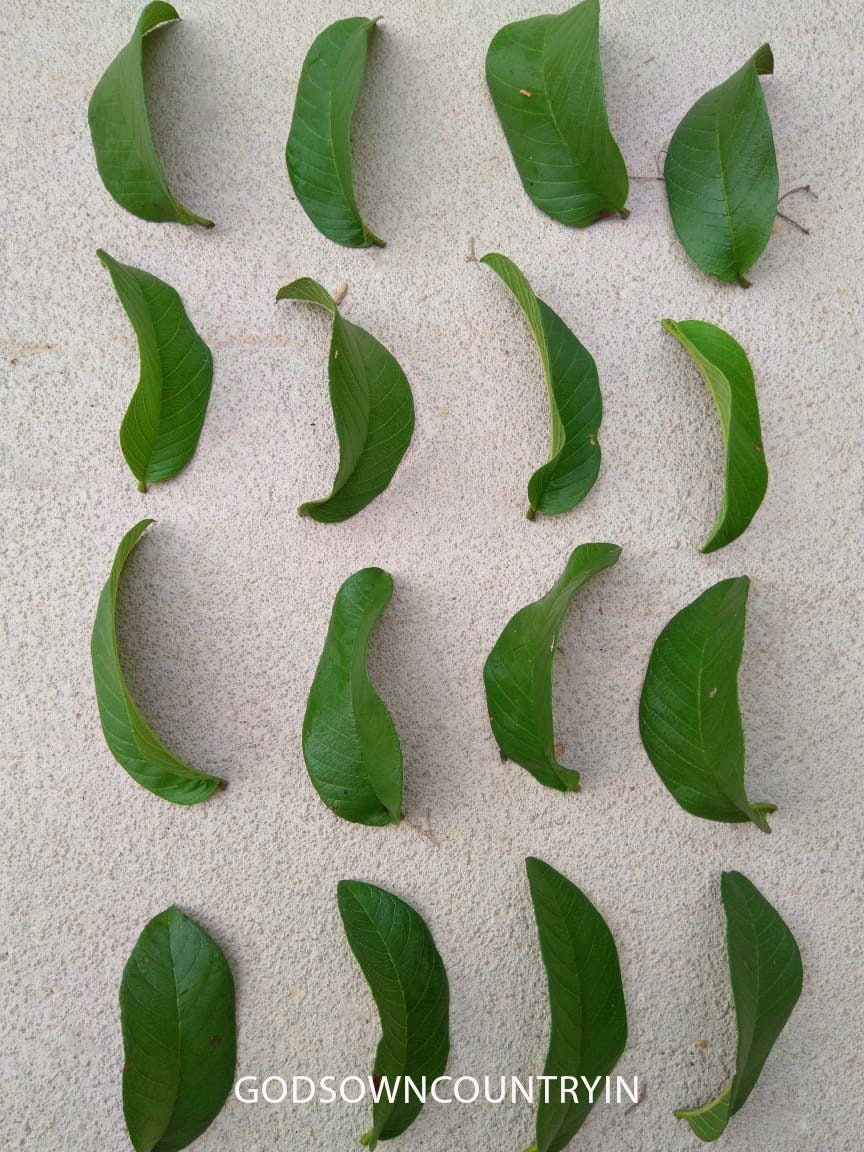 Dried Guava Leaves - Organic Omura, Handpicked Fresh Guava Leaves for Tea, Organic Leaves Direct From the Tree, Tea Leaves| OGOC