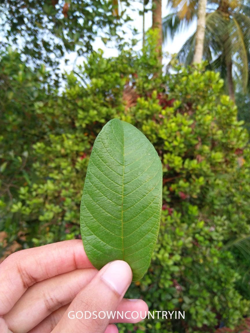 Dried Guava Leaves - Organic Omura, Handpicked Fresh Guava Leaves for Tea, Organic Leaves Direct From the Tree, Tea Leaves| OGOC