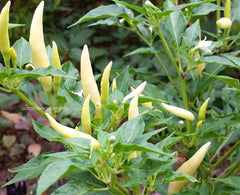 Kanthari Chilli Seeds - White chilly seeds | Vegetable Seeds | Organic Seeds | Ex Rare seeds from Godsowncountry | Pure Organic seeds| OGOC