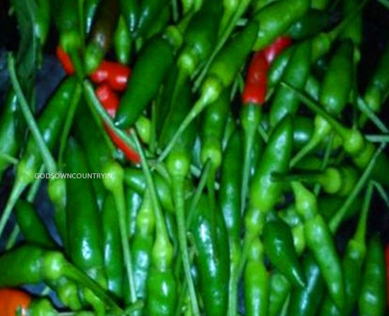 Kanthari Chilli Seeds - Green chilly seeds | Vegetable Seeds | Organic Seeds | Ex Rare seeds from Godsowncountry | Pure Organic seeds| OGOC