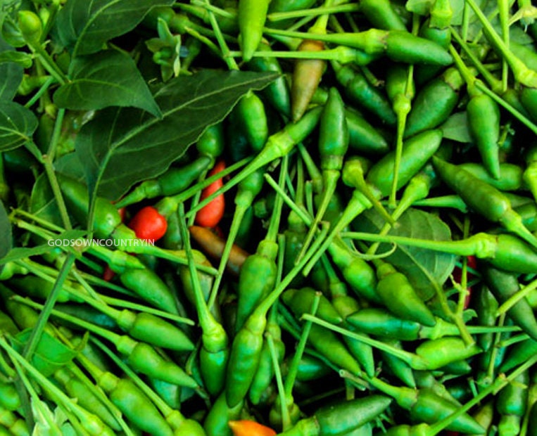 Kanthari Chilli Seeds - Green chilly seeds | Vegetable Seeds | Organic Seeds | Ex Rare seeds from Godsowncountry | Pure Organic seeds| OGOC