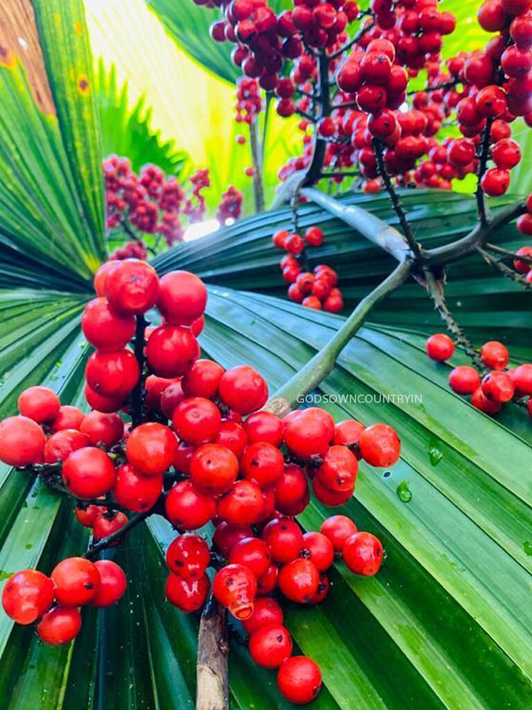 Rare Organic Seeds: Tropical Licuala Grandis Ruffled Fan Palm, Vanuatu Palm Palas Palm, and More Exotic Palm Varieties| OGOC