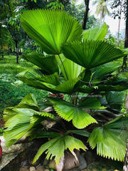 Rare Organic Seeds: Tropical Licuala Grandis Ruffled Fan Palm, Vanuatu Palm Palas Palm, and More Exotic Palm Varieties| OGOC