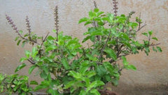 Tulsi Plant Seeds - Ocimum sanctum - Holy Basil - Rama thulasi - Natural Fresh Healthy Seeds for Kitchen Plantation| OGOC