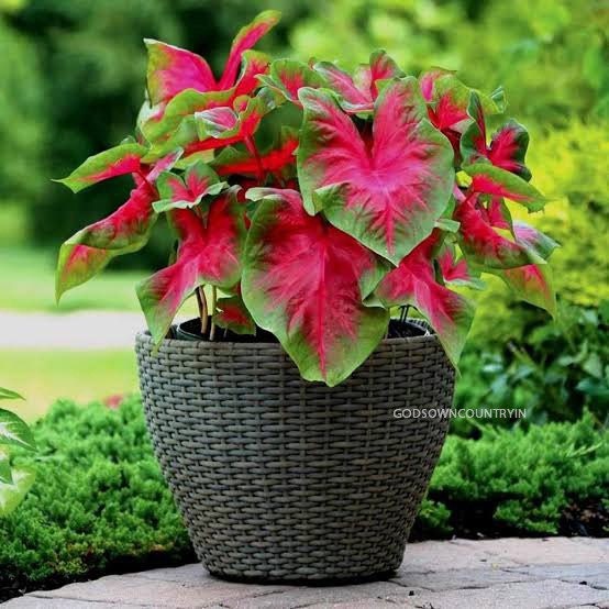 Caladium Bicolour Floral Rare red Bulbs | Fancy floral leaf | Fresh Bulbs for Growing | Frieda Hemple Caladium | plant Fresh Bulbs| OGOC