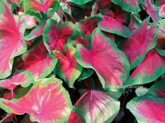 Caladium Bicolour Floral Rare red Bulbs | Fancy floral leaf | Fresh Bulbs for Growing | Frieda Hemple Caladium | plant Fresh Bulbs| OGOC