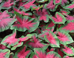 Caladium Bicolour Floral Rare red Bulbs | Fancy floral leaf | Fresh Bulbs for Growing | Frieda Hemple Caladium | plant Fresh Bulbs| OGOC