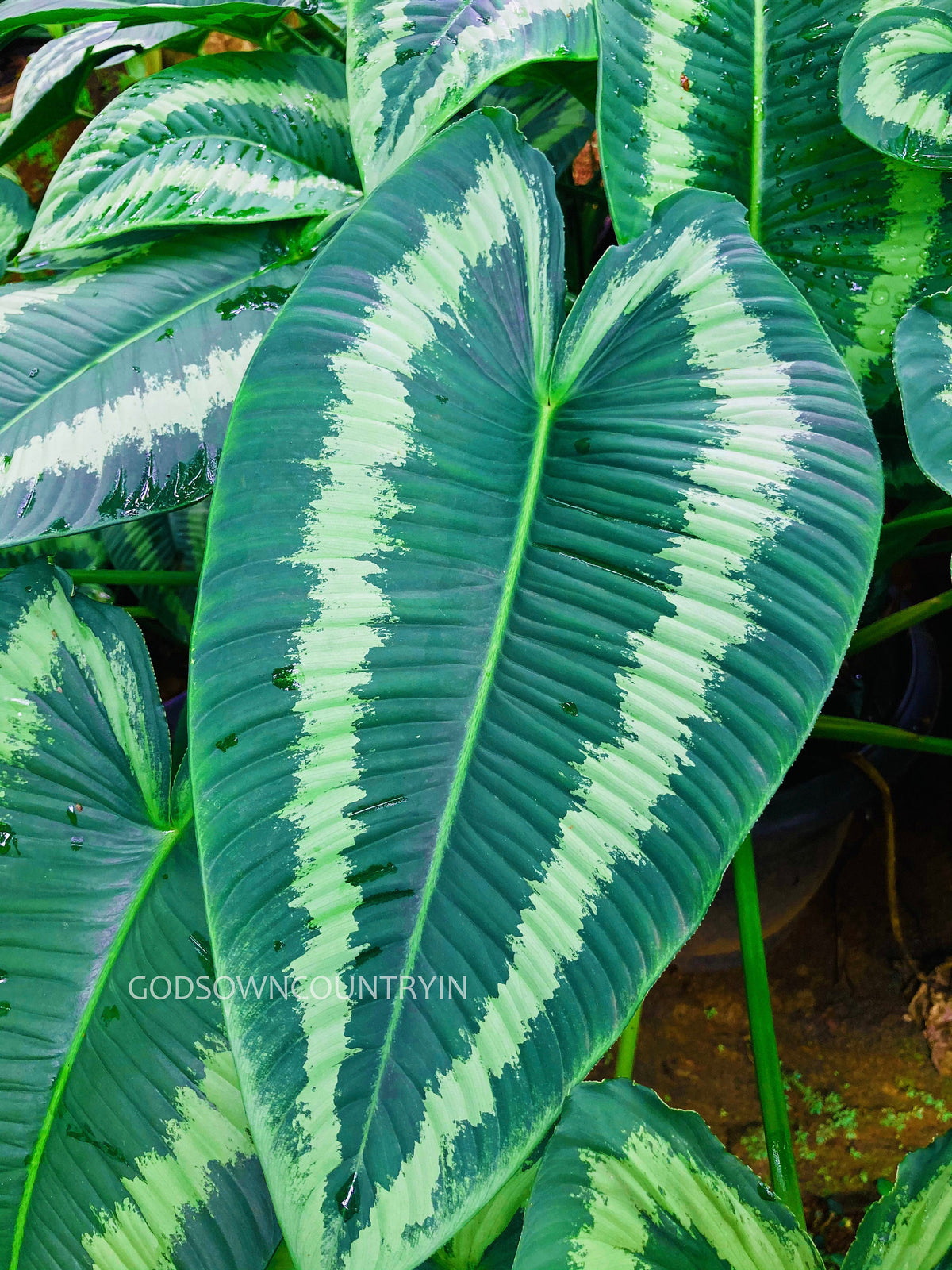 Schismatoglottis wallichii | Araceae Family | Rare fresh bulbs | gardening fresh hand picked bulbs| OGOC