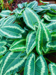 Schismatoglottis wallichii | Araceae Family | Rare fresh bulbs | gardening fresh hand picked bulbs| OGOC